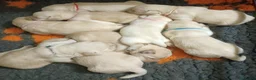 Labrador cani in vendita: LABRADOR FEMMINUCCE GIALLE a Provincia di Cuneo - Annuncio 4