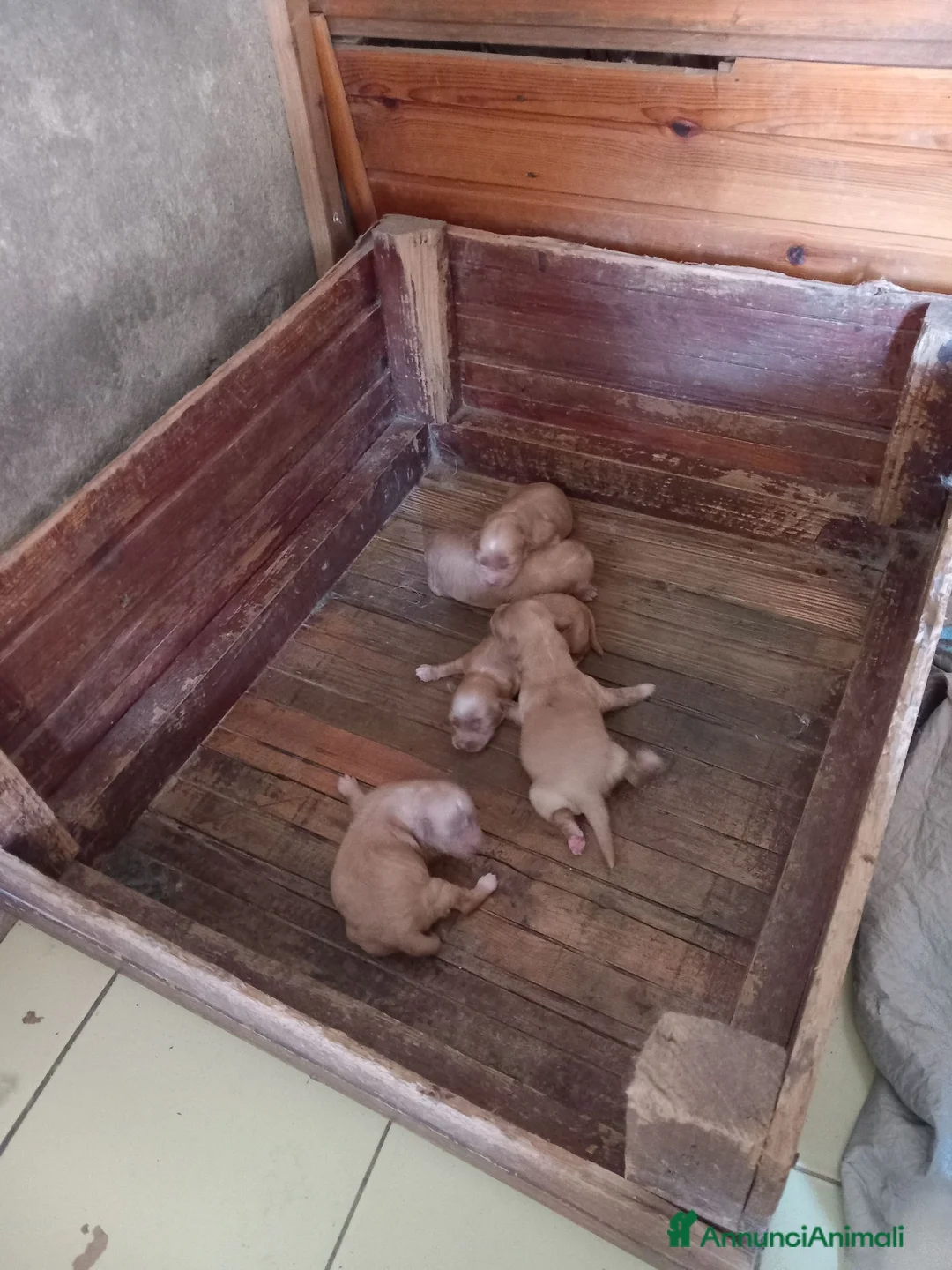 Maltipoo cani in vendita: Maltipo  - Annuncio 2