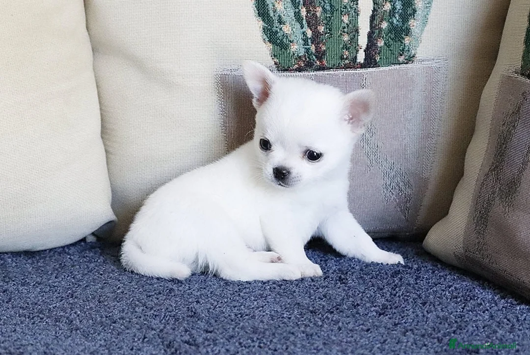 Chihuahua cani in vendita: Super chihuahua pedigree enci  - Annuncio 2