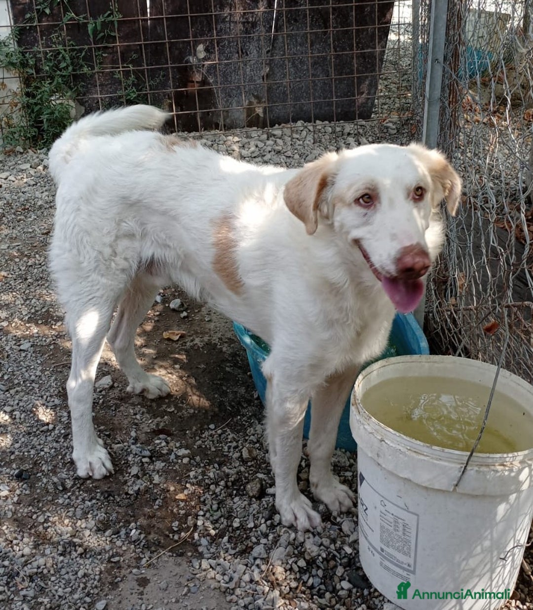 Meticcio cani in regalo: Cracco molto affettuoso - Annuncio 8