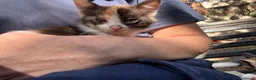 Meticcio gatti in regalo: Cercasi casa per cuccioli  - Annuncio 21
