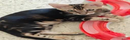 Bengala gatti in vendita: Cuccioli gattini bengale pronti - Annuncio 23