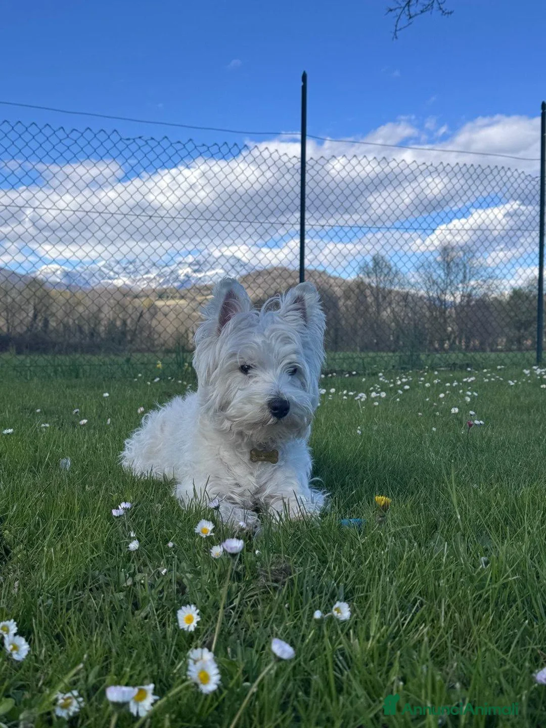 West Highland cani per accoppiamento: Perla cerca compagno per accoppiamento - Annuncio 3