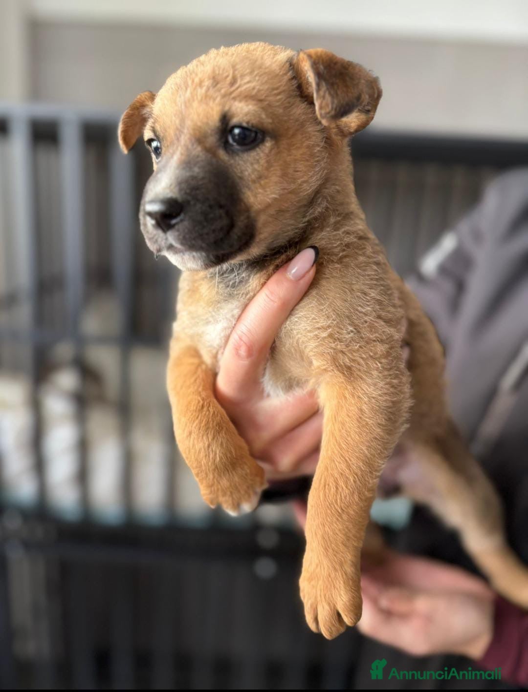Meticcio cani in regalo: FRECCIA🩷-cucciolina futura taglia media cerca 🏠  - Annuncio 3