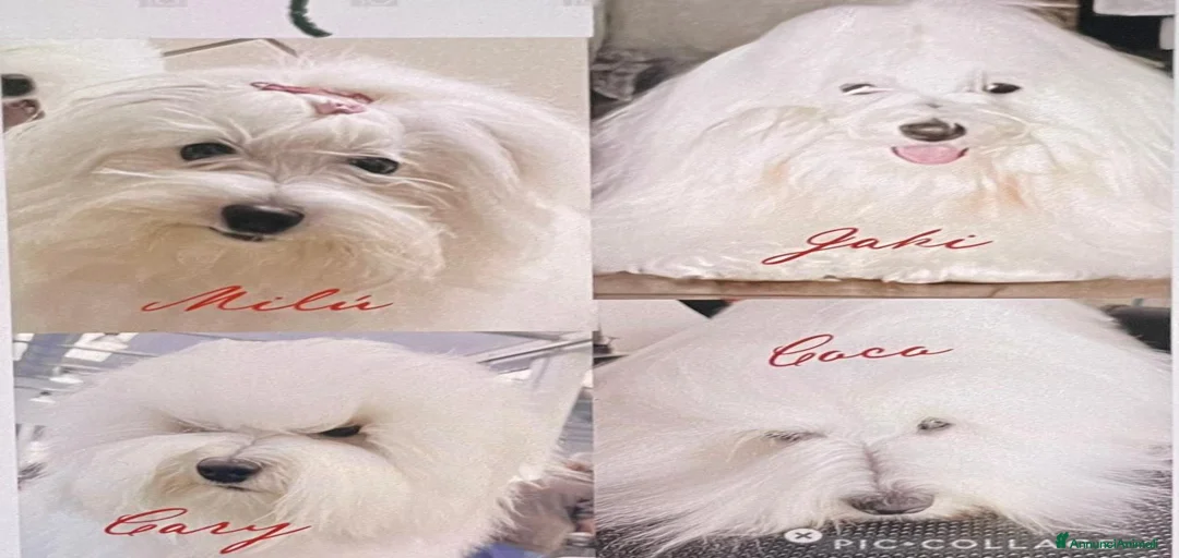 Immagine della galleria {{count}}