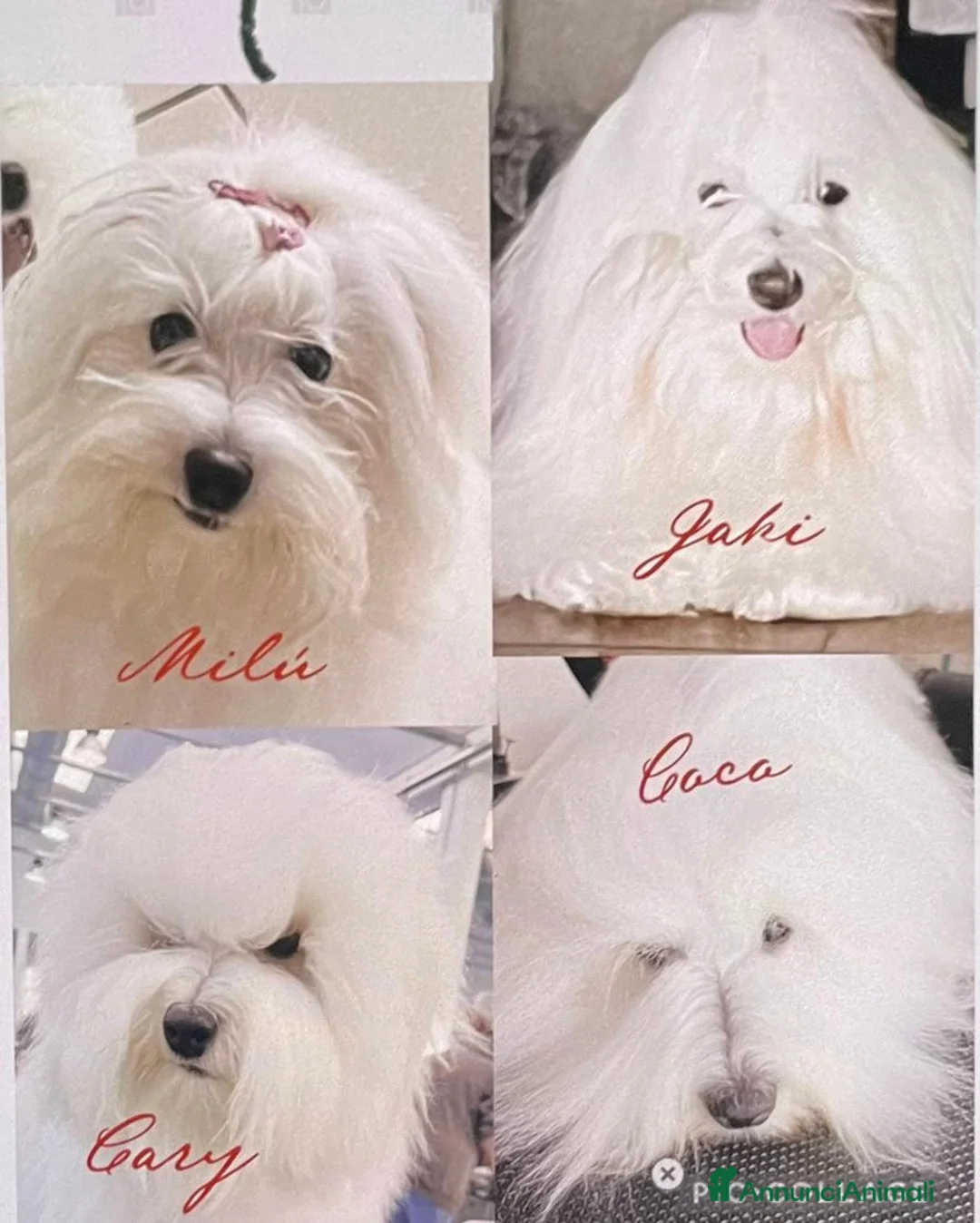 Immagine della galleria {{count}}