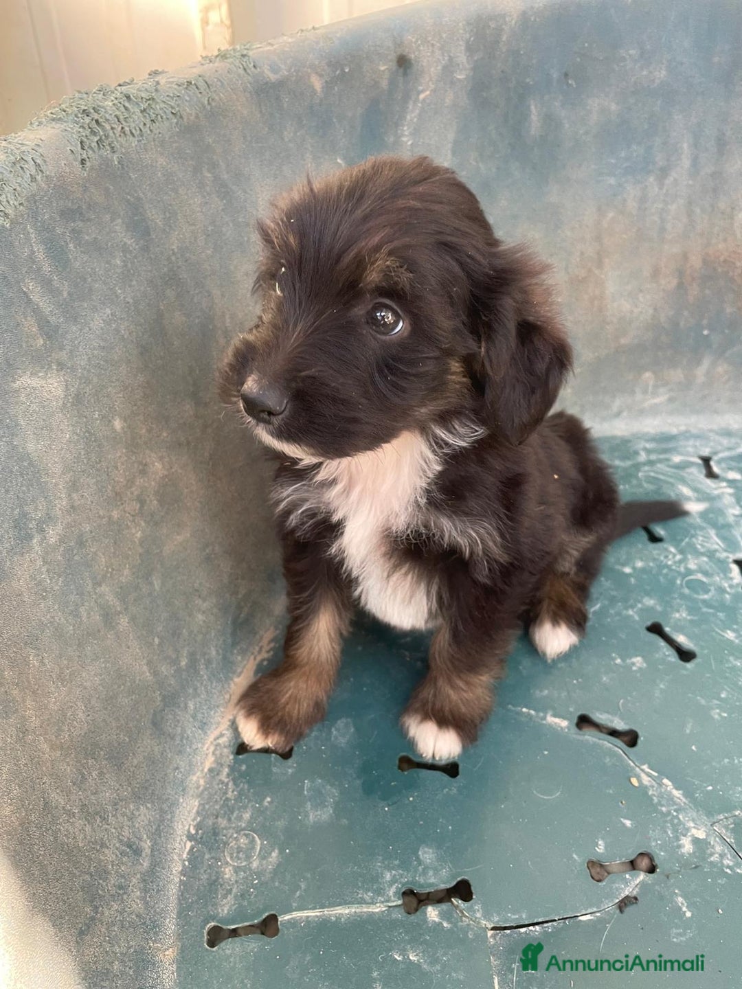 Meticcio cani in regalo: LE PIETRE PREZIOSE - Annuncio 13