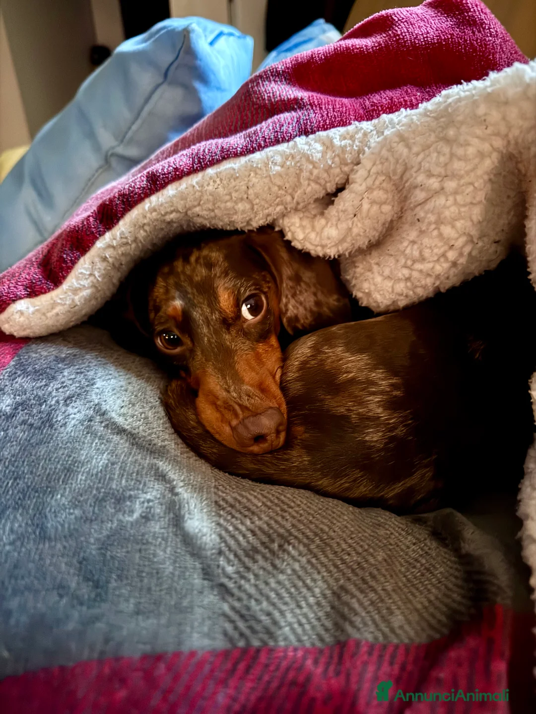 Bassotto cani per accoppiamento: Disponibile bassotto Arlecchino per monta - Annuncio 17