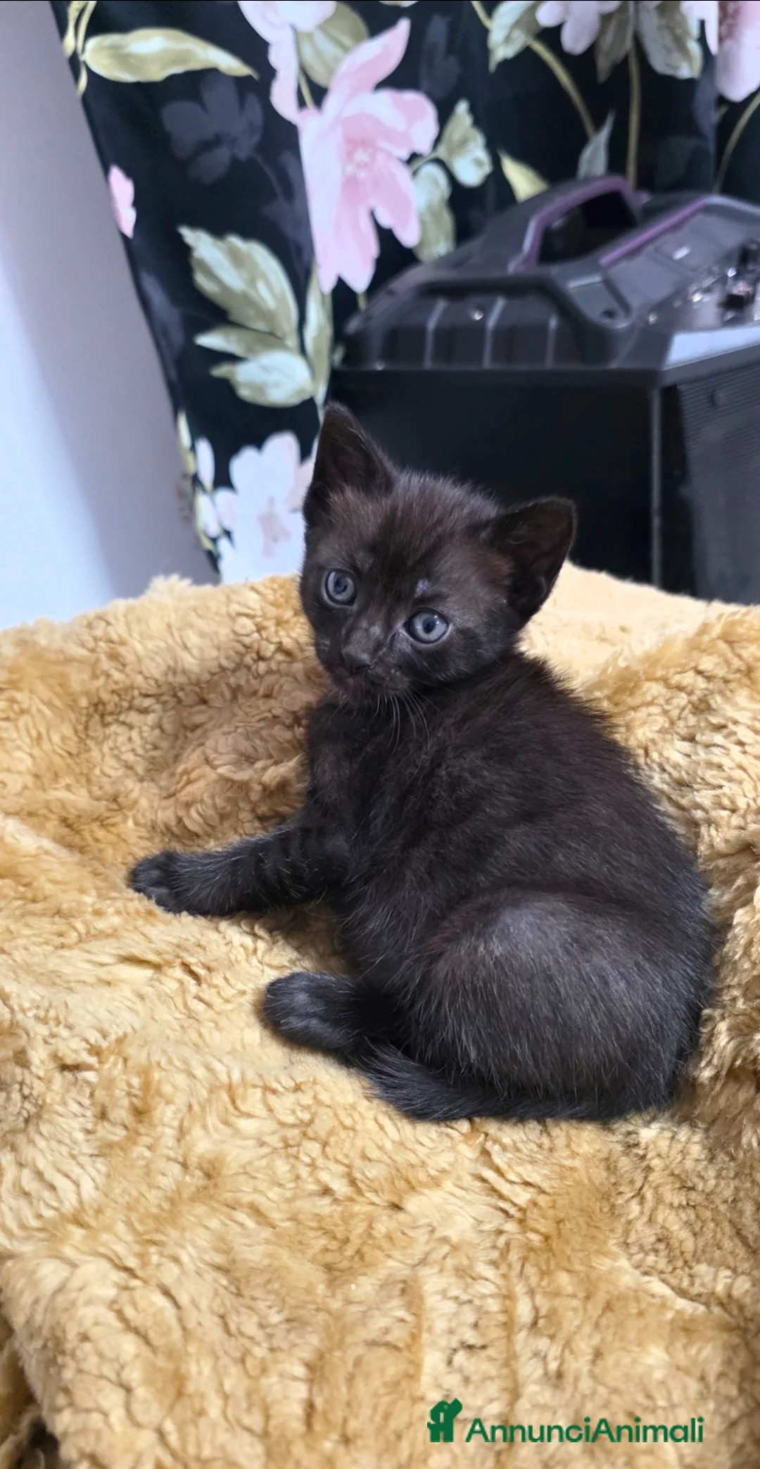 Meticcio gatti in regalo: ​Una piccola pantera cerca il suo per sempre! 🐾 - Annuncio 5