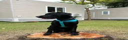 Labrador cani per accoppiamento: Labrador retriever "americano" per accoppiamento  - Annuncio 2