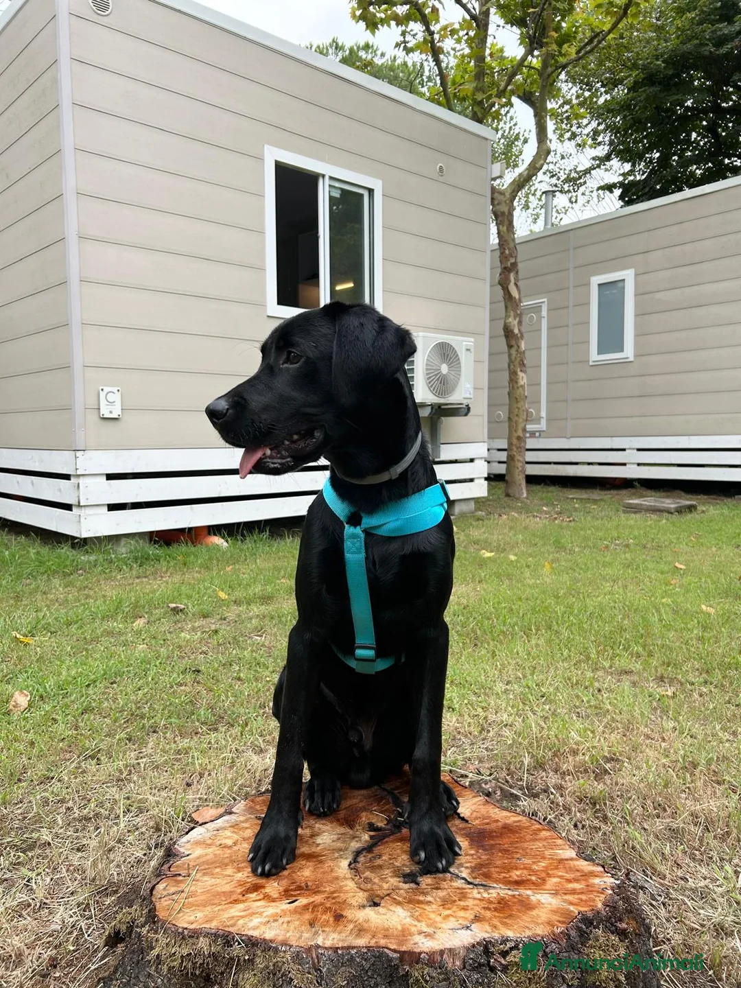 Labrador cani per accoppiamento: Labrador retriever "americano" per accoppiamento  - Annuncio 2