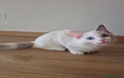 Ragdoll gatti in vendita: Cucciola femmina ragdoll a Città metropolitana di Milano - Immagine 2