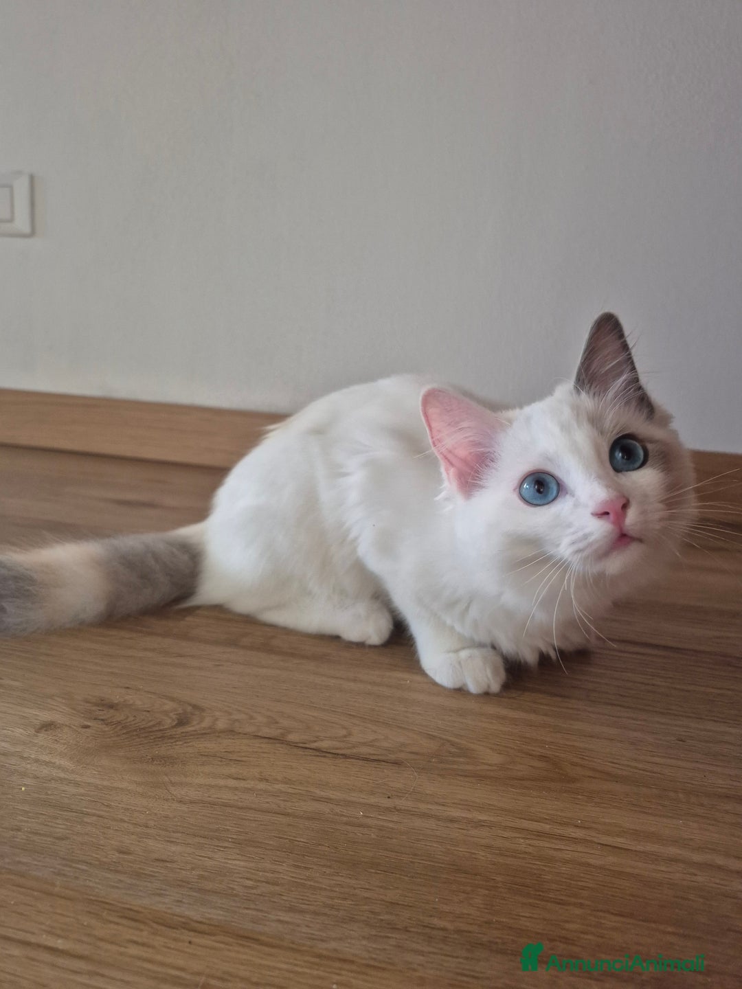 Ragdoll gatti in vendita: Cucciola femmina ragdoll a Città metropolitana di Milano - Immagine 2