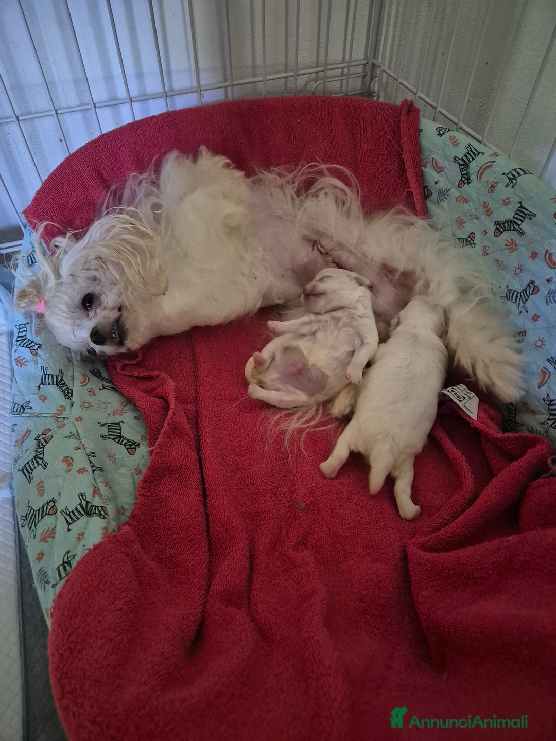 Maltese cani in vendita: Mini maltese coreano  a Provincia di Padova - Immagine 9
