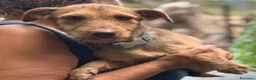 Meticcio cani in regalo: Lilibeth cagnolina taglia piccola in adozione - Annuncio 4