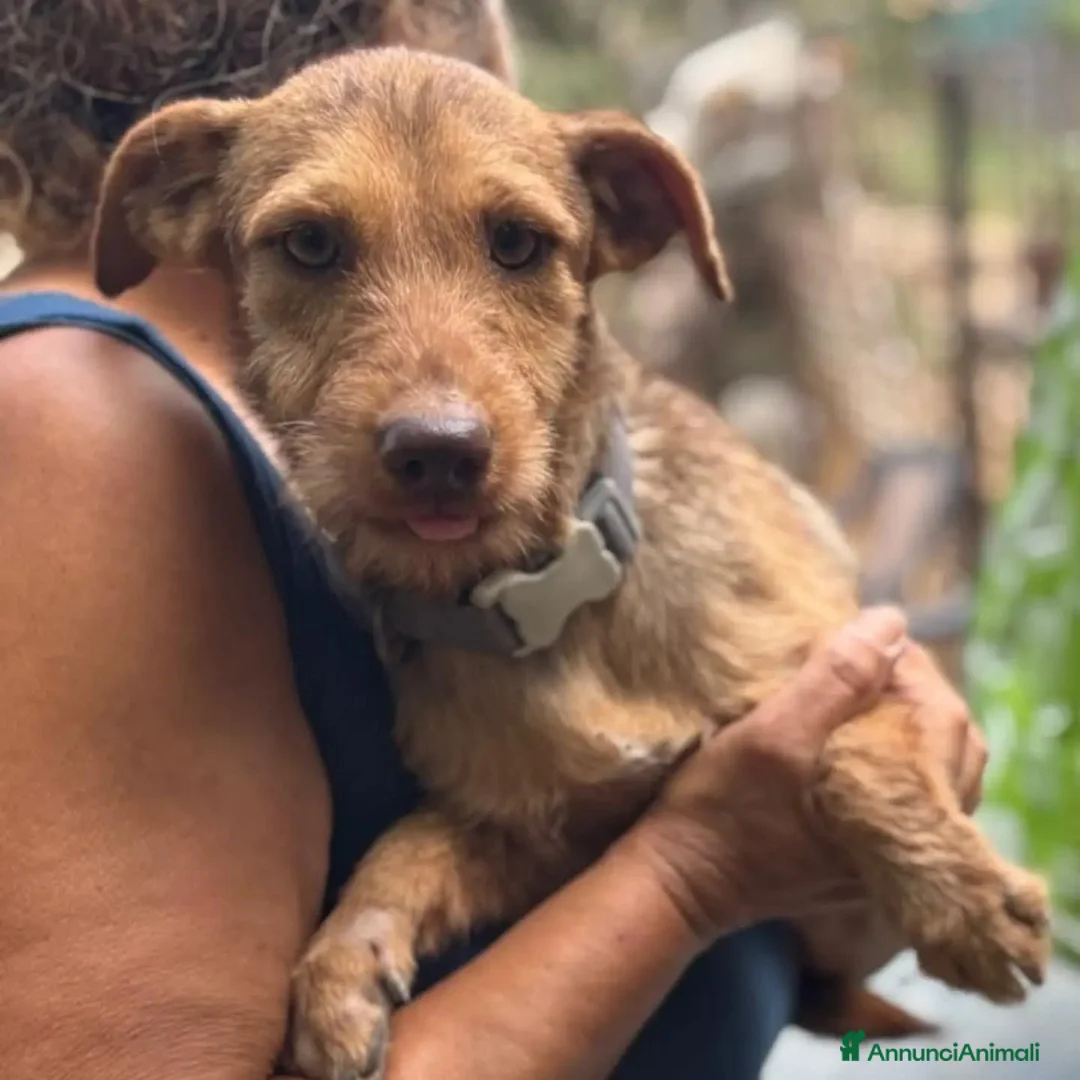 Meticcio cani in regalo: Lilibeth cagnolina taglia piccola in adozione - Annuncio 4