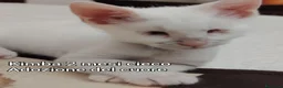 Altre razze gatti in regalo: GATTINI: SIAMO AL COLLASSO! a Città Metropolitana di Firenze - Annuncio 8