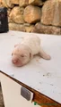 Cucciolo color miele – Maschio (simil Labrador)