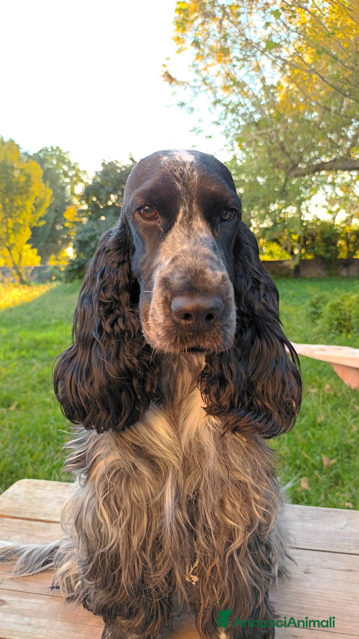 Cocker cani Cuccioli Cocker Spaniel Inglese  - Annuncio 2