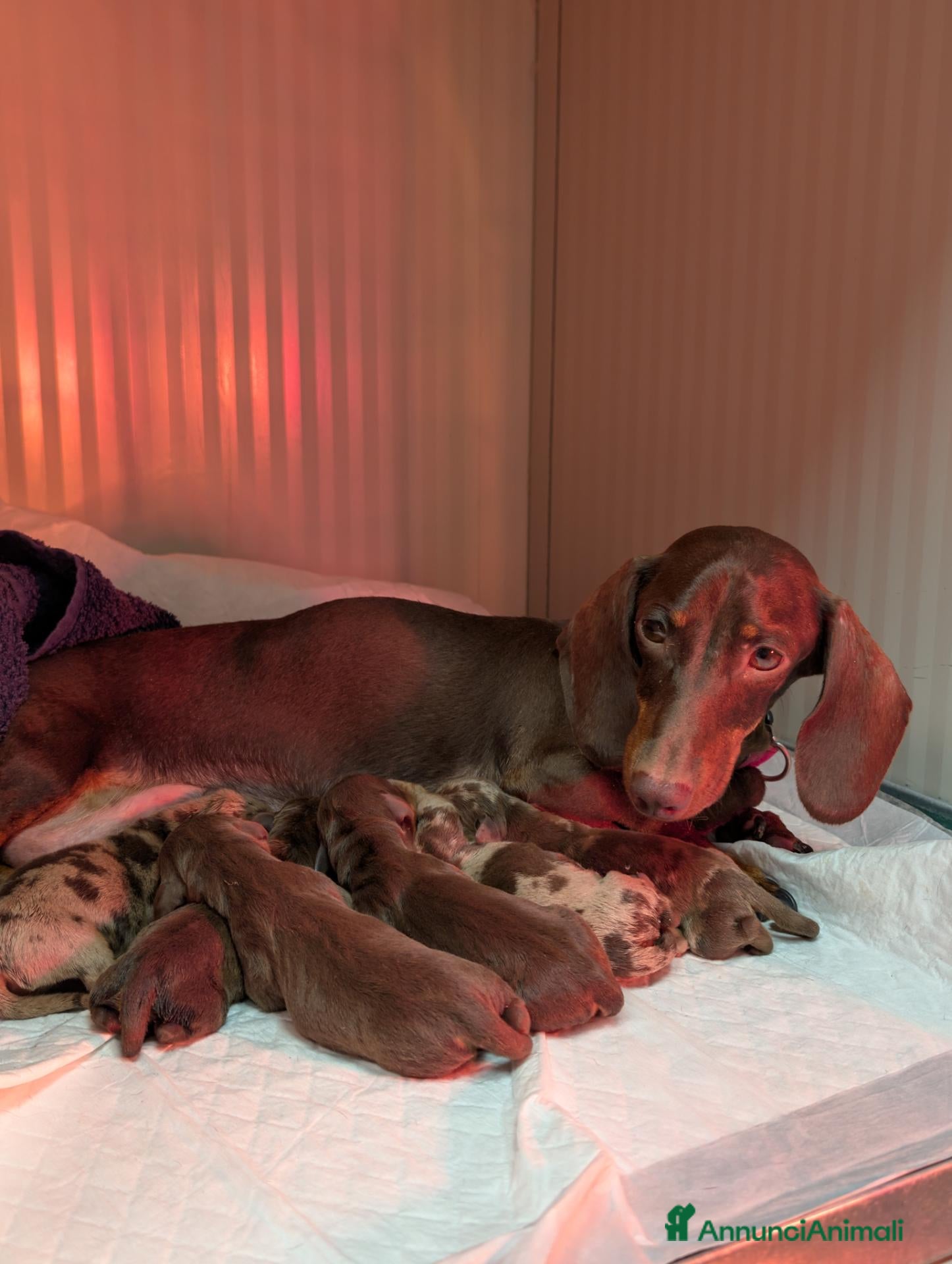 Bassotto cani Cuccioli di Bassotto Kaninchen a pelo corto - Annuncio 7