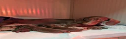 Bassotto cani in vendita: Cuccioli di Bassotto Kaninchen a pelo corto - Annuncio 1