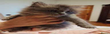 Siberiano 12