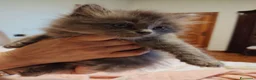 Siberiano gatti in vendita: Gatti cuccioli Siberiani a Provincia di Forlì-Cesena - Annuncio 7