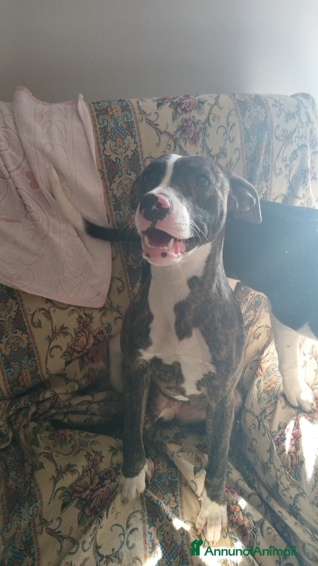 Pitbull cani in regalo: Regalo cagnolina di 2 anni a Provincia di Caserta - Annuncio 2