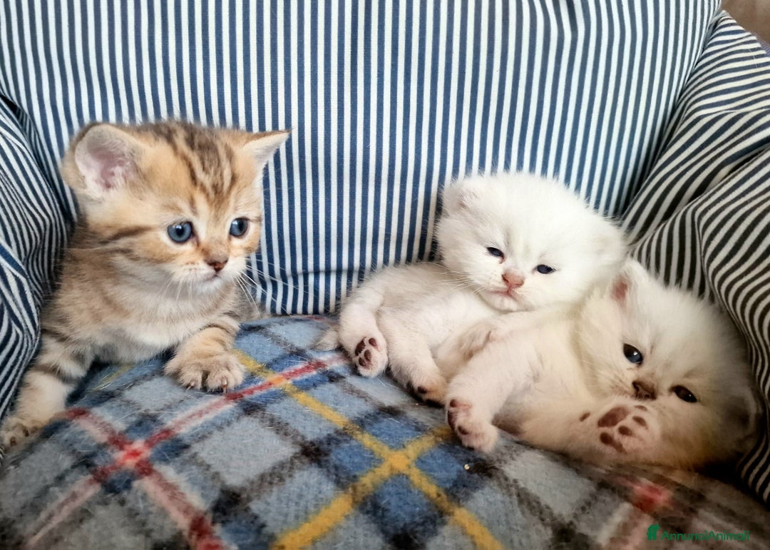 British gatti in vendita: British shorthair e longhair  - Annuncio 4