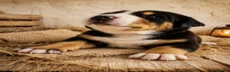 Grande Bovaro Svizzero cani in vendita: Cuccioli di grande bovaro svizzero  - Annuncio 5