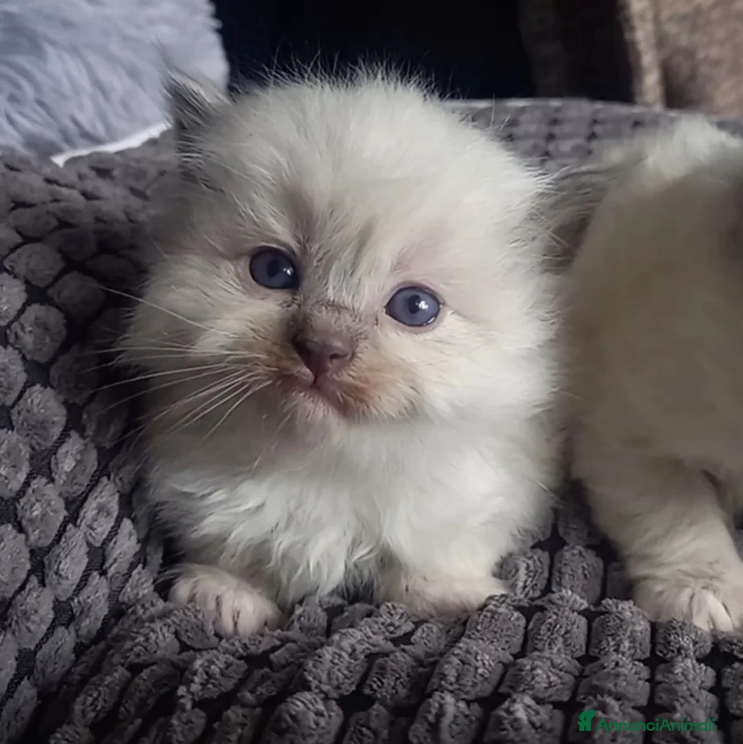 Immagine della galleria {{count}}