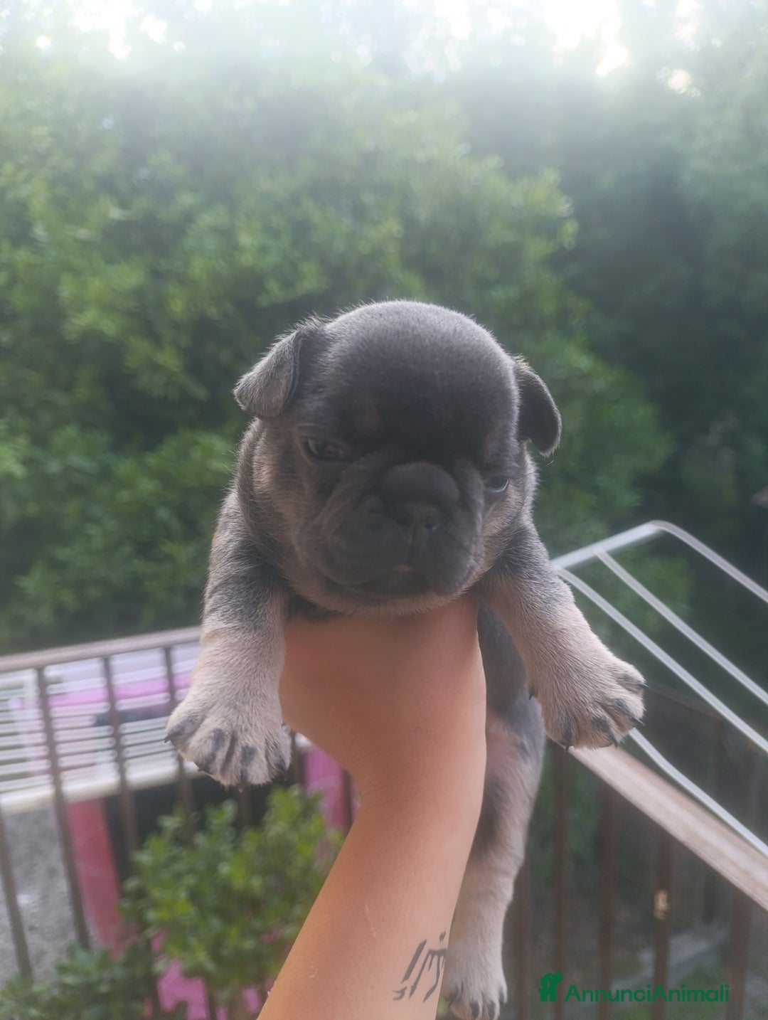 Bulldog Francese cani in vendita: Vendesi cuccioli di bulldog francese  a Provincia di Avellino - Immagine 2