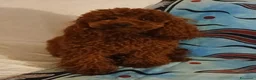 Barboncino Toy cani in vendita: Barboncino Toy  - Annuncio 1