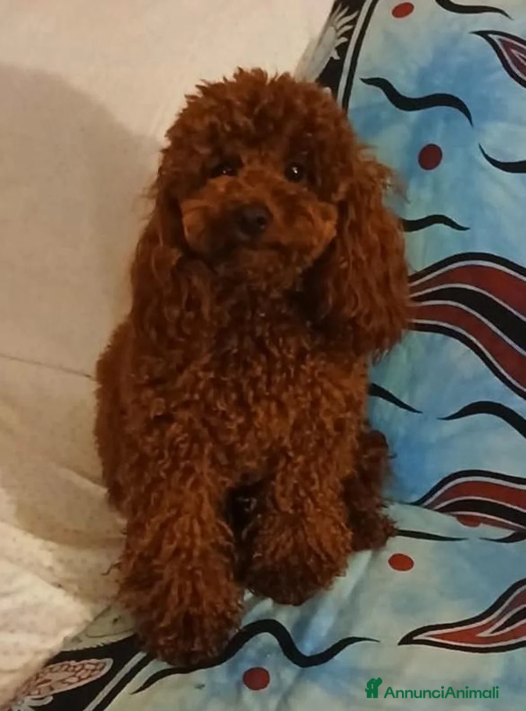 Barboncino Toy cani in vendita: Barboncino Toy  - Annuncio 1