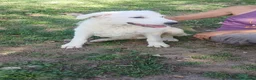 Meticcio cani in regalo: LA CUCCIOLA ARIEL HA BISOGNO DI TE, IN ADOZIONE - Annuncio 3