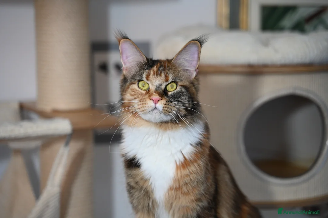 Immagine della galleria {{count}}