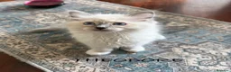 Ragdoll gatti in vendita: Vendesi cuccioli Ragdoll - Annuncio 3