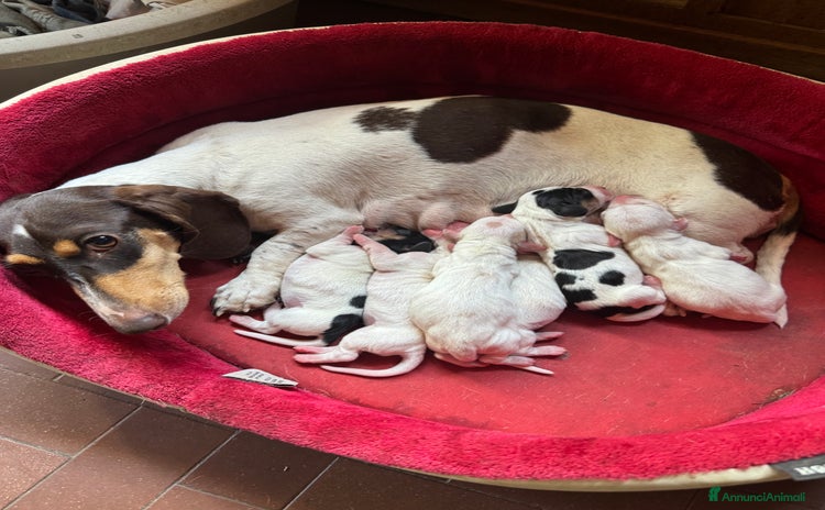 Bassotto cani a Provincia di Brescia - Annuncio 2