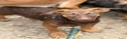 Meticcio cani in regalo: EMILIO, cucciolo dagli occhi chiari!  - Annuncio 2