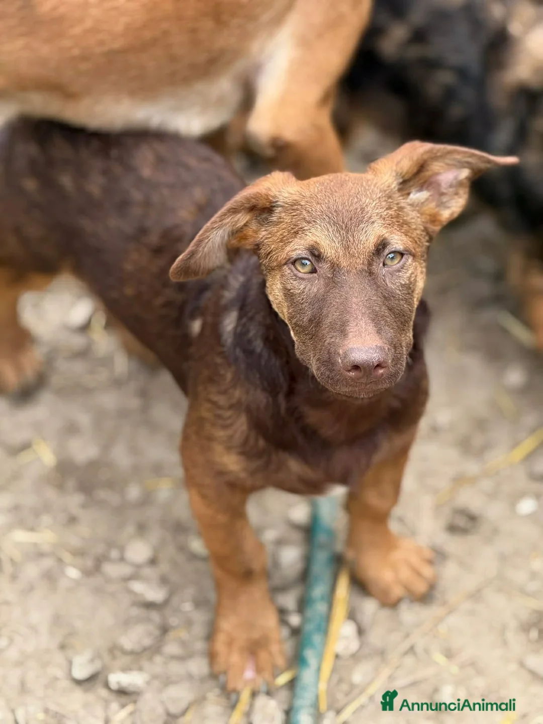 Meticcio cani in regalo: EMILIO, cucciolo dagli occhi chiari!  - Annuncio 2
