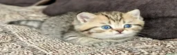 British gatti in vendita: British shorthair e longhair  - Annuncio 7