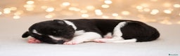 Border Collie cani in vendita: Cuccioli di Border Collie  - Annuncio 3