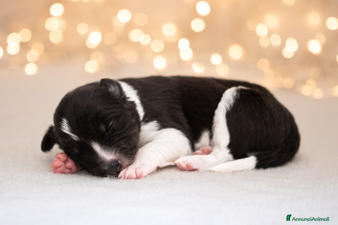 Border Collie cani in vendita: Cuccioli di Border Collie  - Annuncio 3