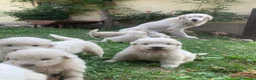 Pastore Abbruzzese Maremmano cani in vendita: Vendita cucciolo Pastore Maremmano  - Annuncio 6
