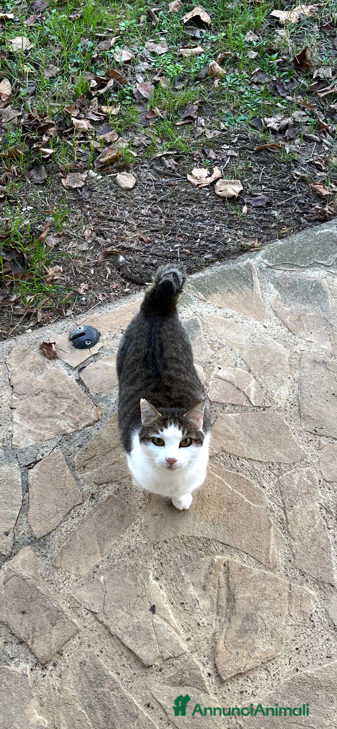 Europeo gatti in regalo: Due Gatti Adulti Buoni - Annuncio 7
