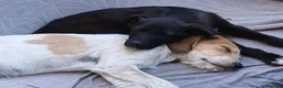 Meticcio cani in regalo: Totò  - Annuncio 5