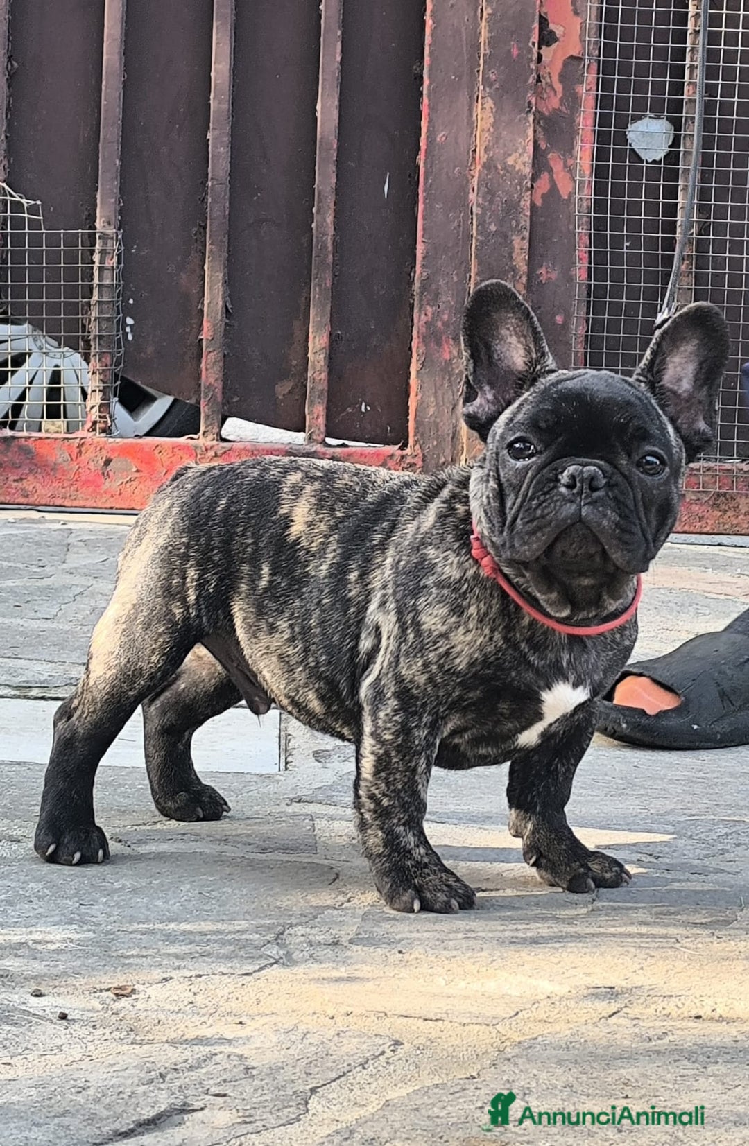 Bulldog Francese cani in vendita: Bulldog francese cuccioli enci a Provincia di Salerno - Annuncio 31