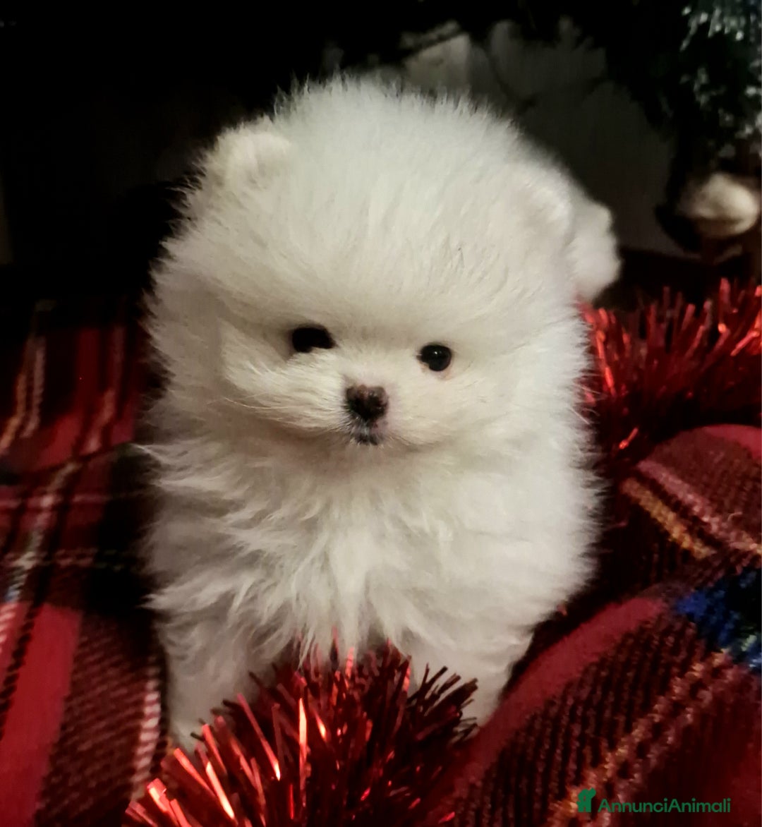 Spitz cani in vendita: Spitz di Pomerania / Volpino tedesco nano - Annuncio 15