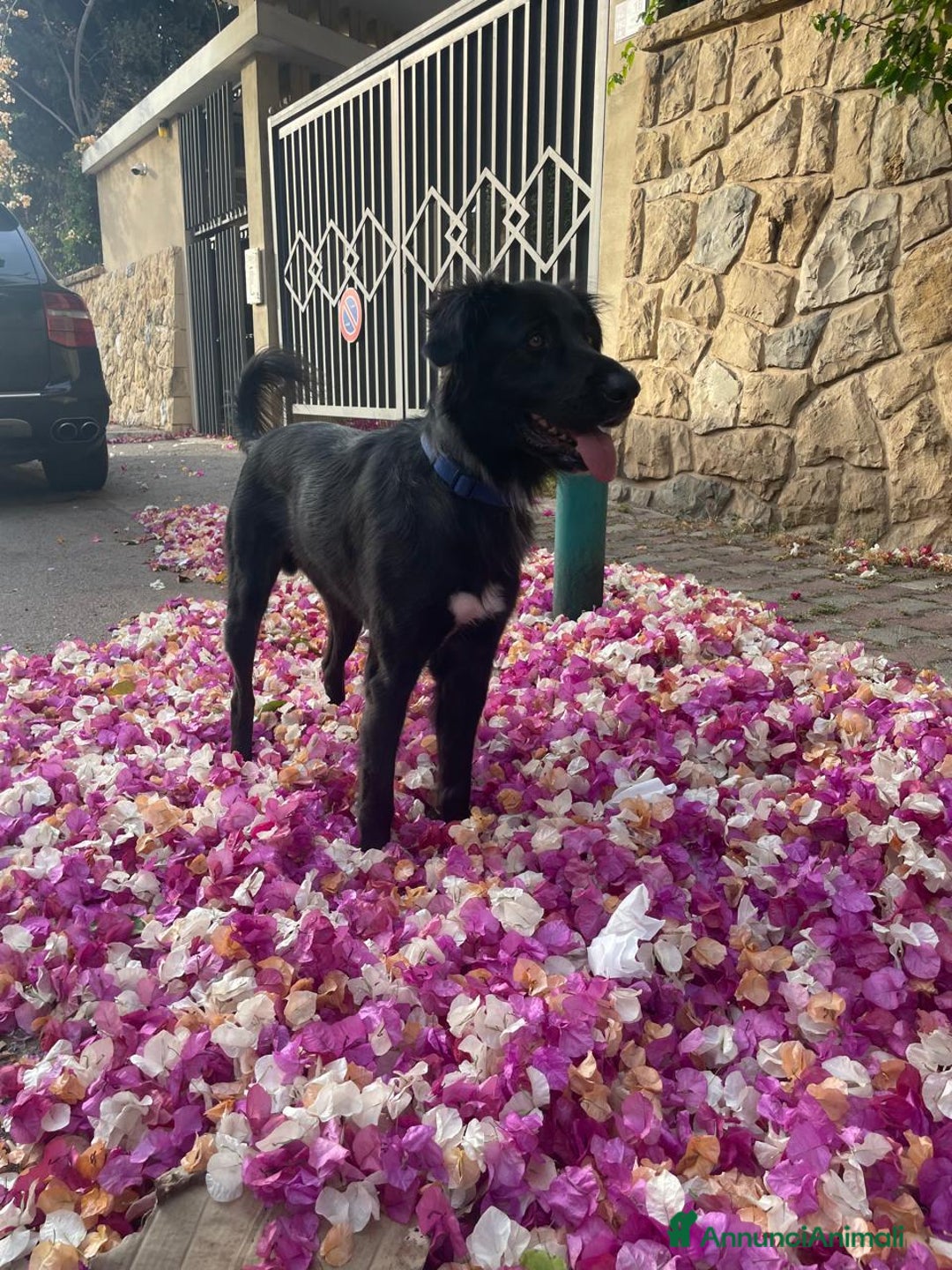 Meticcio cani in regalo: Blackie, Simil Flat Coat Retriever - Annuncio 3