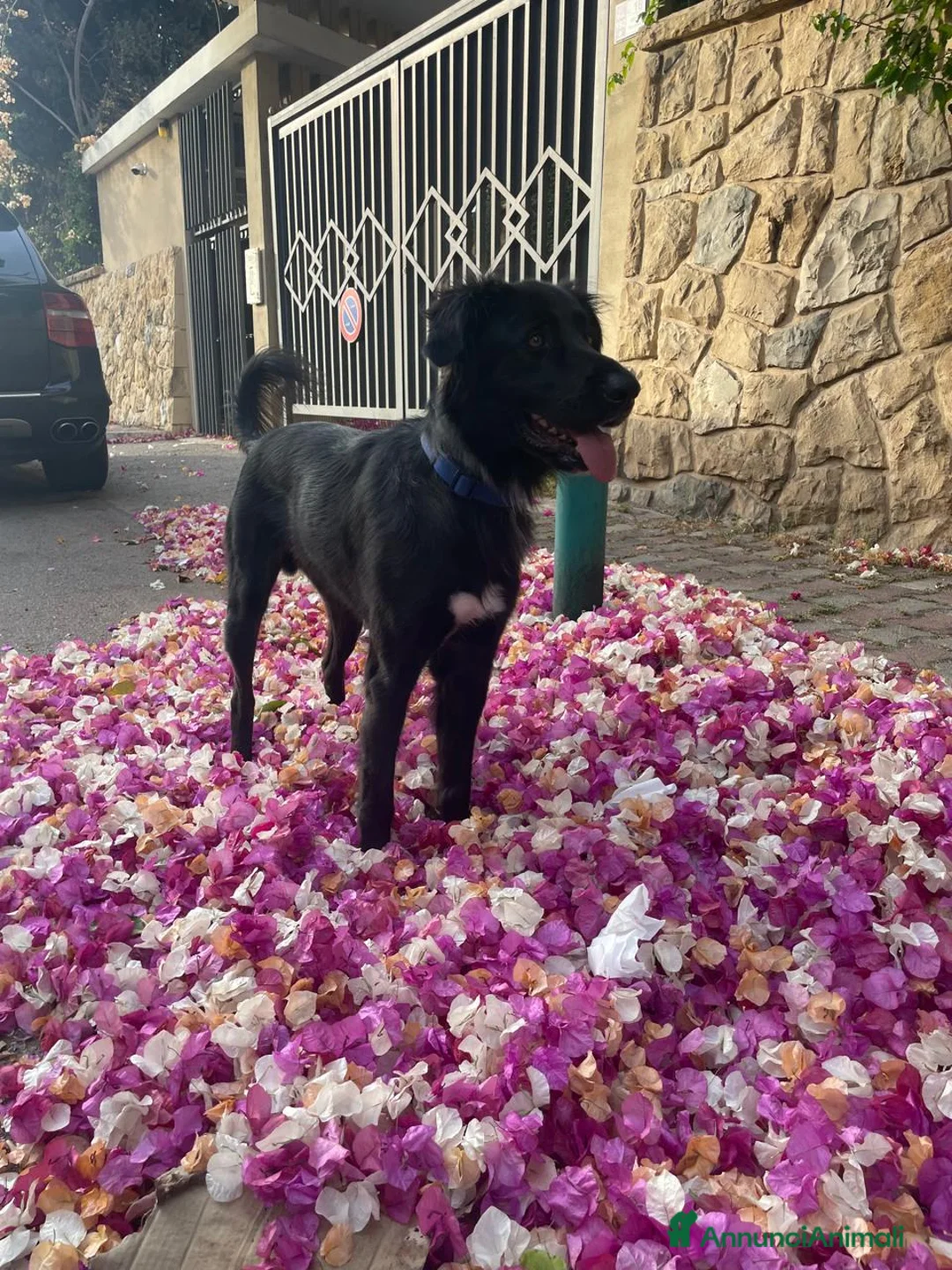 Meticcio cani in regalo: Blackie, Simil Flat Coat Retriever - Annuncio 3